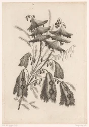 Parasolartige Blumen (Serie: Recueil De Nouvelles Fleurs De Goût; Pour la Manufacture des Etoffes de Perse)