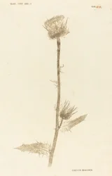 Mariendistel