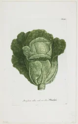 Brassica alba vel viridis, aus Phytanthoza Iconographia, 1735-45