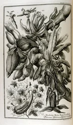 Biblische Pflanzen und Früchte, einschließlich Alraune und Melone
