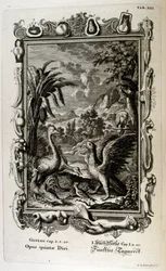 Die Schöpfungsgeschichte der Genesis ist der Schöpfungsmythos sowohl des Judentums als auch des Christentums. Der fünfte Schöpfungstag: Tiere werden erschaffen