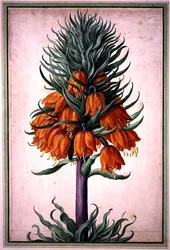Fritillaria imperialis (Kaiserkrone), Tafel 25 aus dem Nassau Florilegium
