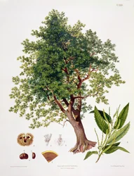 Esskastanie, graviert von A. Haase