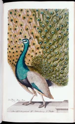 Ein männlicher Pfau mit vollständig entfaltetem Rad, 1763