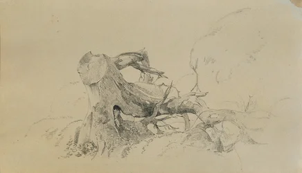Wurzelwerk, umgestürzter Baum