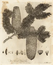 Europäische Weißtanne, Abies alba