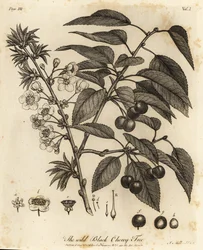 Sauerkirsche, Prunus cerasus