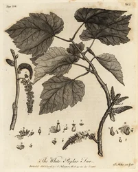 Silber-Pappel, Populus alba