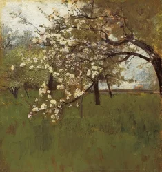 Blühender Apfelbaum
