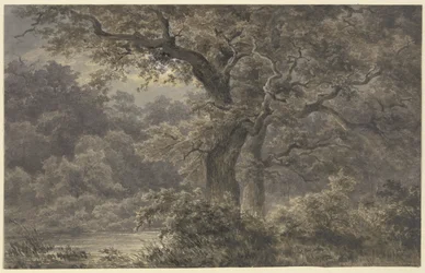 Eichen im Wald