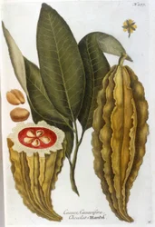 Kakao - im Herbarium von J. W. Weinmann