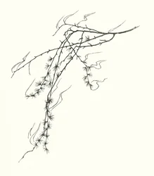 Johanna Beckmann Silhouette