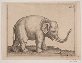 Ein Elefant