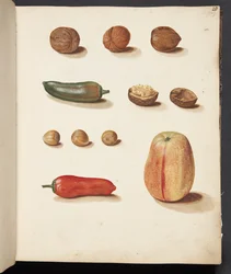 Studie eines Apfels, Nüssen und Paprikas