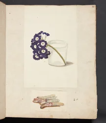 Studie einer Blume in einem Glas mit Wasser und weißen Spargeln