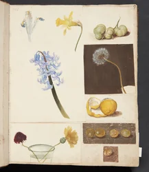 Studie von Blumen, Früchten und grünen Tomaten