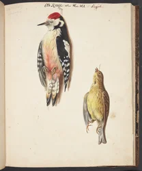 Studie eines toten Spechts und eines aufgehängten Goldammer