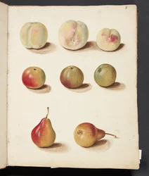 Studie von Pfirsich, Apfel und Birne