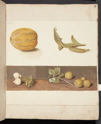 Studie von Obst und Gemüse