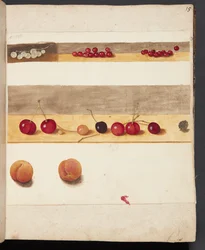 Studie von Früchten und Beeren