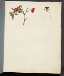 Studie von Hagebutten und Stiefmütterchen