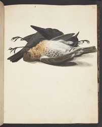 Studie von zwei toten Amseln, Männchen und Weibchen, liegend