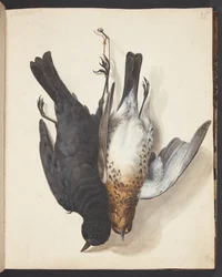 Studie von zwei toten Amseln, Männchen und Weibchen, an einer Schnur aufgehängt