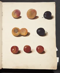 Studien von Pflaumen