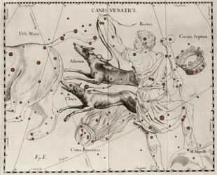 Die Konstellation Canes Venatici, Jagdhunde. Tafel aus „Firmamentum Sobiescanum sive Uranographia“ von Johannes Hevelius oder Hevel (1611-1687)