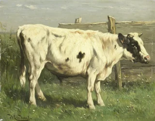 Junger Stier