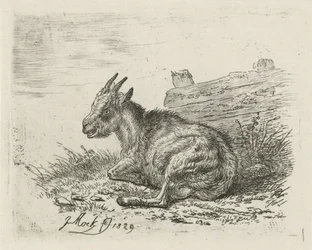 Liegendes Zicklein bei einem Zaun