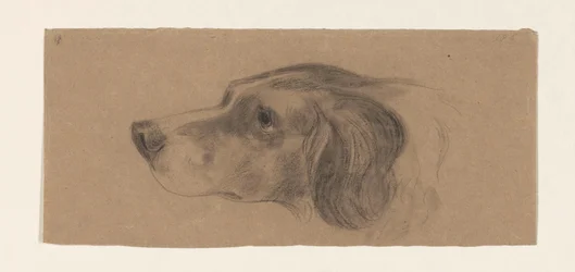 Kopf eines Hundes, nach links