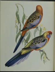 Adelaide-Sittich