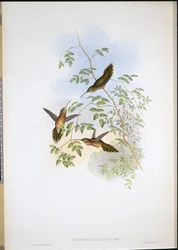 Adolphs Einsiedler (Phaethornis Adolphi)