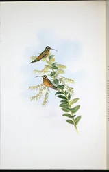 Amaura-Einsiedler (Phaethornis Amaura)