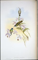 Schwarzohrenkolibri