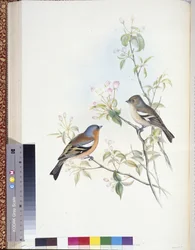 Buchfink (Fringilla Caelebs)