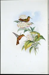 Korallschnabel-Amazilie (Amazilia Corallirostris)