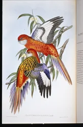 Feuriger Sittich (Platycercus Ignitus)