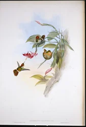 Fransenelfe