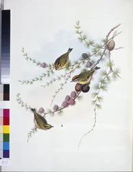 Wintergoldhähnchen (Regulus Regulus)