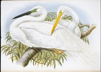 Großer Weißer Reiher (Herodias Alba)