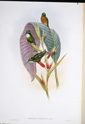 Grauschwanzkolibri