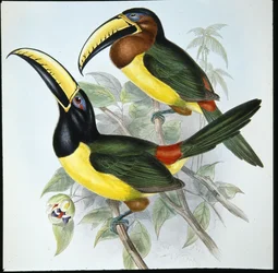 Humboldts Aracari (Pteroglossus Humboldti)