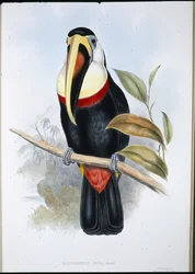 Inka-Tukan (Ramphastos Inica)