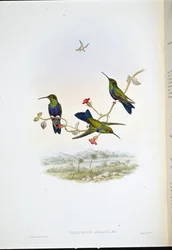 Jelskis Waldnymphe