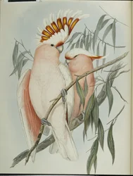 Leadbeaters Kakadu (Cacatua leadbeateri)