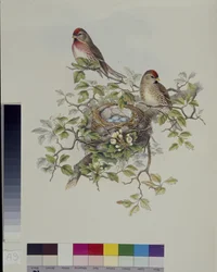Birkenzeisig (Aegiothus Rufescens)