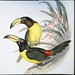Beschrifteter Aracari-Tukan (Pteroglossus Inscriptus)