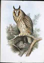 Waldohreule (Otus Vulgaris)